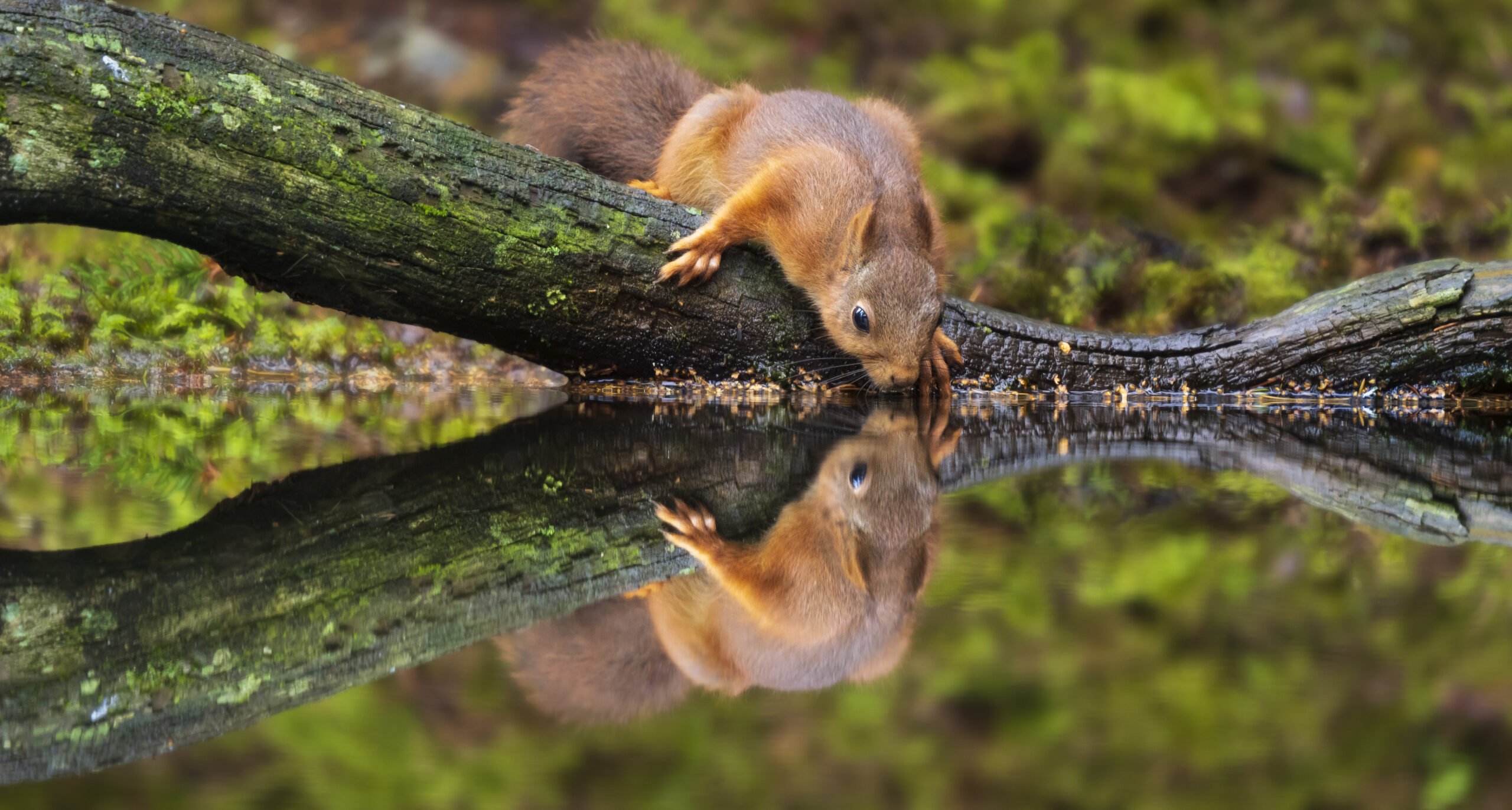 Ekorn speiling skogskjulet