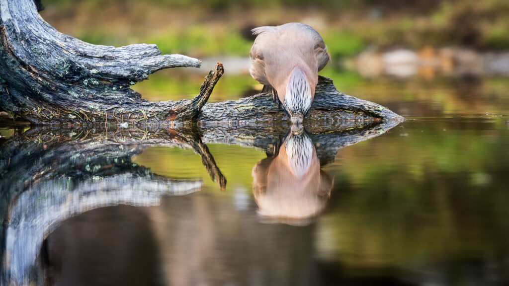 nøtteskrike slukker tørsten ved skogskjulet