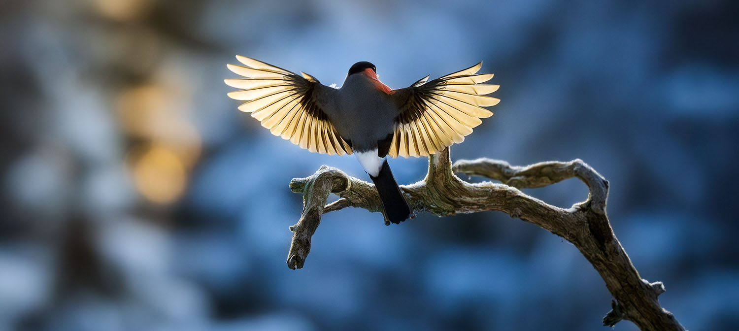 Dompap fotografert fra skogskjulet av naturfotograf Kai Jensen