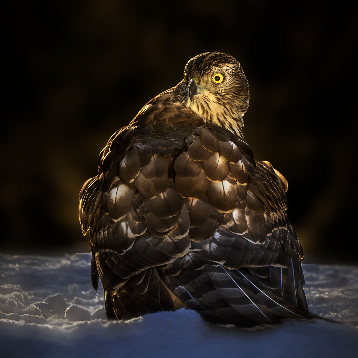 Hønsehauk fotografert fra skogskjulet av naturfotograf Kai Jensen