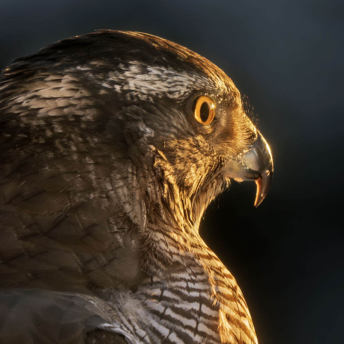 Hønsehauk fotografert fra skogskjulet av naturfotograf Kai Jensen