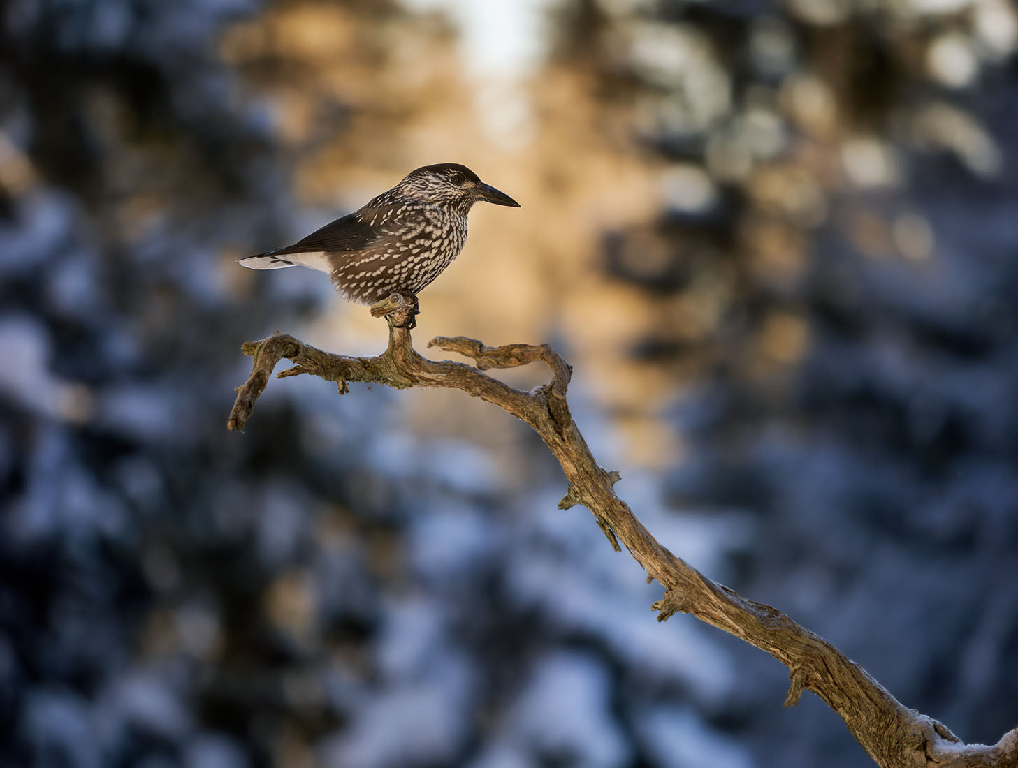 Nøttekråke fotografert fra skogskjulet av naturfotograf Kai Jensen