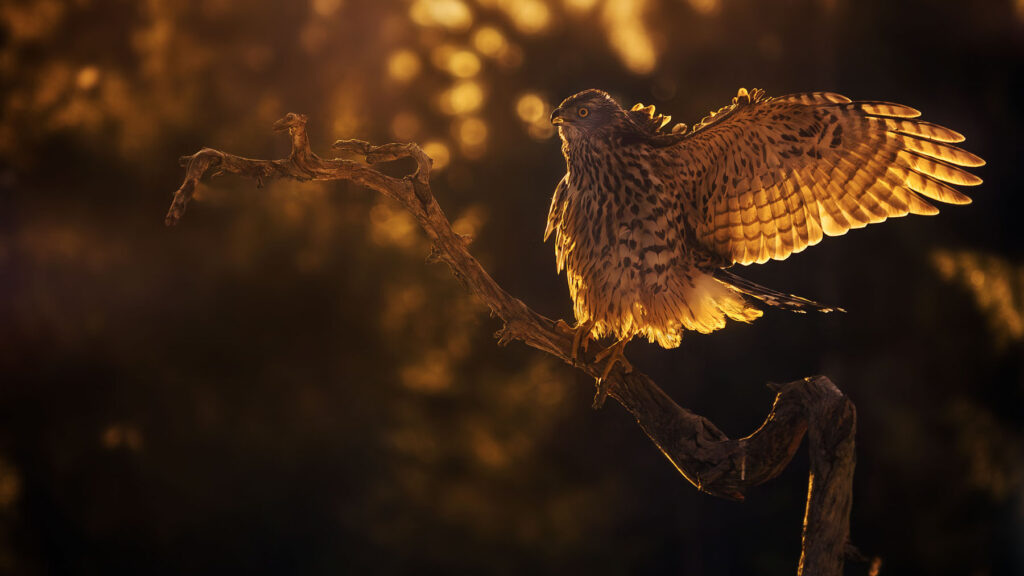 Magisk vinterlys og revebesøk