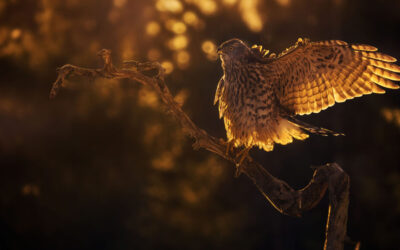 Magisk vinterlys og revebesøk